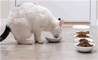 换猫粮拉稀怎么处理？技巧在这里
