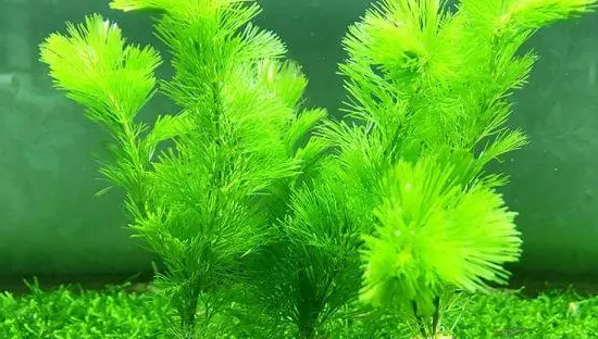 鱼缸绿菊水草怎么养