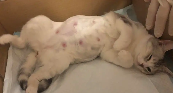 母猫难产几率大吗？铲屎官需知