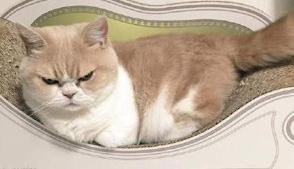 猫生气了怎么哄？可以试试这些方法
