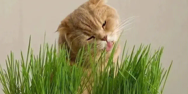 猫草一次喂多少 猫草一次喂多少