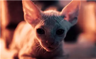 不建议养的10种猫