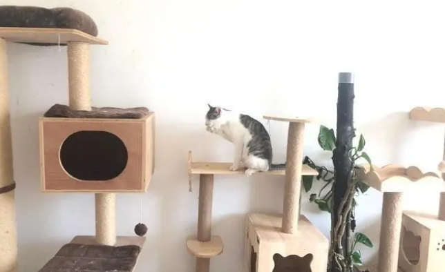 猫爬架什么材质 猫爬架什么材质