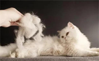 猫咪夏天掉毛持续多久？一般这么长时间