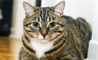 狸花猫为什么一直不停的叫?主人来了解下吧