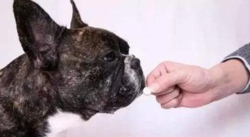 狗狗怀孕期间可以做体内驱虫吗