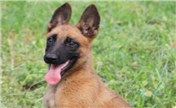 幼犬马犬多少钱