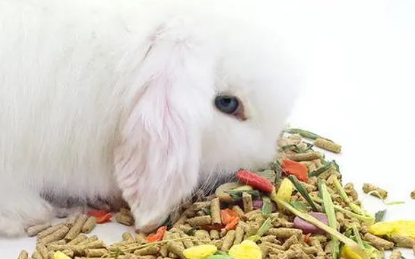 新买的兔粮兔子不吃怎么办 新买的兔粮兔子不吃怎么办