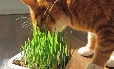 怎样种猫草视频 怎样种猫草视频