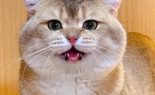乔巴日记里的猫是不是真会功夫