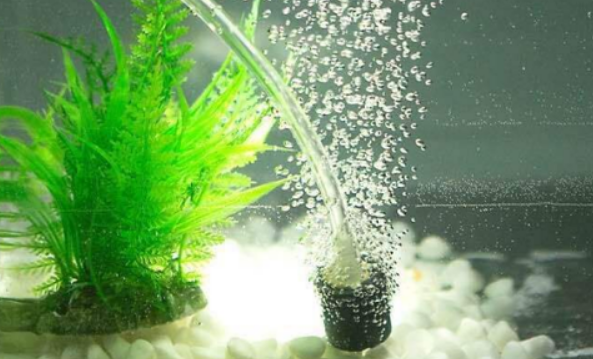 鱼缸没有氧气泵能养鱼吗