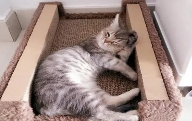 猫抓板起什么作用