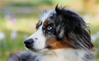 怎么预防澳大利亚牧羊犬中暑?我来告诉你~