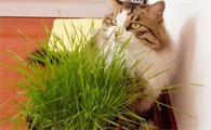 猫草是不是猫薄荷