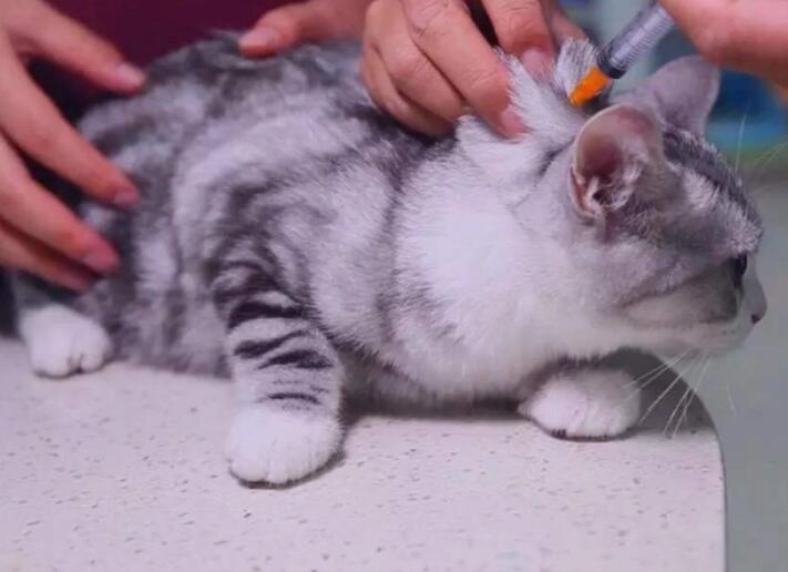 猫打疫苗期间可以洗澡吗？一文替你解答