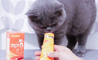 猫咪可以吃狗的营养膏吗