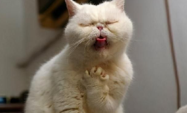 猫吃东西就吐怎么回事？主人一定要重视