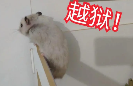 仓鼠越狱能活几天?主人要小心! 仓鼠越狱能活几天?主人要小心!