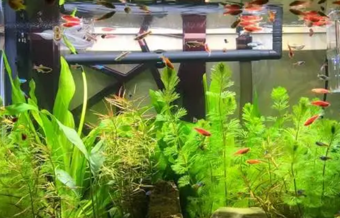 鱼缸种水草好吗