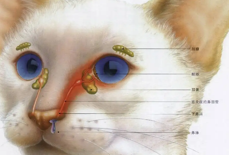 猫鼻支怎么造成的？想知道的看这里