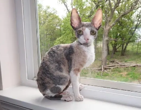 今日解答：柯尼斯卷毛猫有耳螨怎么办？