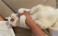 猫主人做害羞的事猫能看懂吗