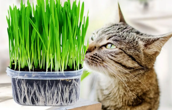猫草和猫薄荷