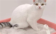 猫不拉屎的原因是什么,你们真的清楚吗?