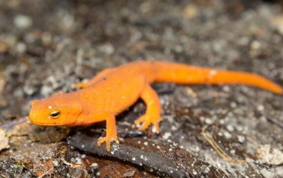 蝾螈可以吃龟粮吗