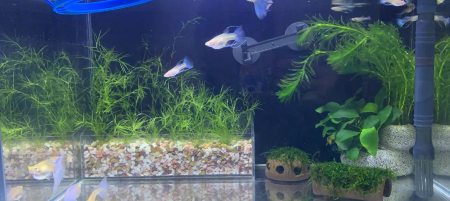水草怎么种在鱼缸里 水草怎么种在鱼缸里