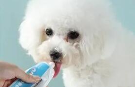 比熊用吃营养膏吗