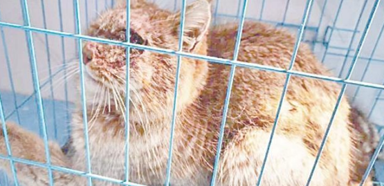 海晏县救助一只受伤荒漠猫