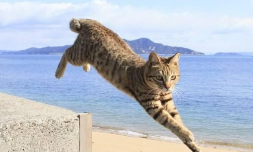 今日科普:猫为什么落下来都是脚着地? 今日科普:猫为什么落下来都是脚着地?