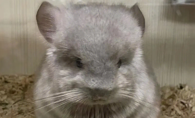 什么牌子龙猫粮好