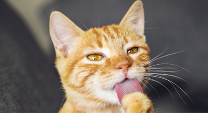 猫为什么叫狸奴，猫主子历史大揭秘！