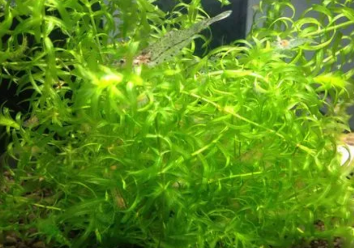 鱼缸蜈蚣草水草怎么养