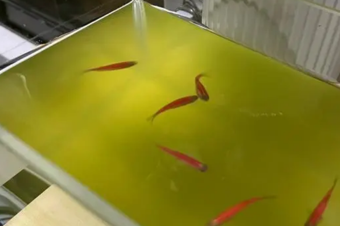 鱼缸水总是浑浊怎么处理