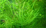 鱼缸水草长绿毛怎么办