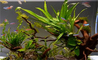 鱼缸怎么种植小对叶水草