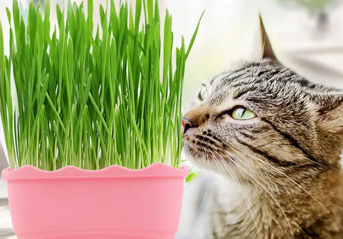 猫草有什么用 猫草有什么用