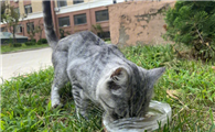 猫好几天没回家怎么办？这些方法可以试试