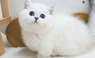 银点矮脚猫多少钱一只