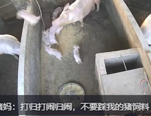小猪打架被猪妈妈一秒制服 “熊孩子”被教育了！