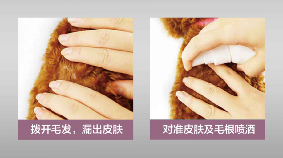 狗狗体外驱虫方法
