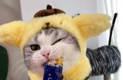 猫一天能吃几个猫条
