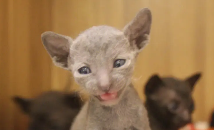 柯尼斯卷毛猫怎么养？这些常识要知道