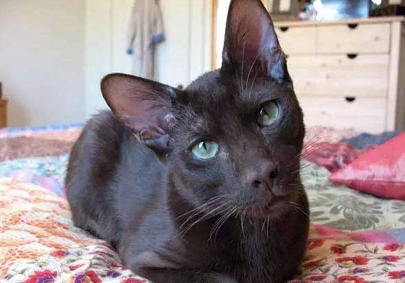哈瓦那棕猫生病吃什么?来这里看看吧~ 哈瓦那棕猫生病吃什么?来这里看看吧~