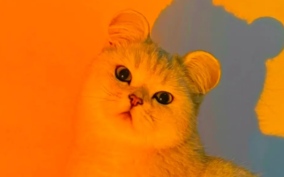 快来了解：猫嘴角起黑硬痂子怎么治？