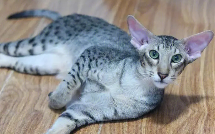 东方短毛猫怎么养?来这里get下吧 东方短毛猫怎么养?来这里get下吧