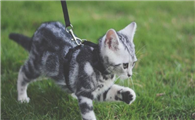 猫咪可不可以溜?答案是可以!